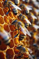 Honeybees working in a comb photo