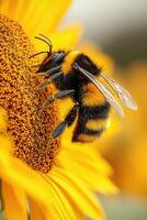A Fuzzy Bumblebee Gathering Pollen From A Sunflower photo