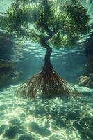 Underwater Mangrove Tree With Extensive Root photo