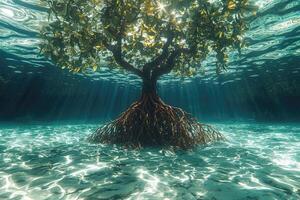 Underwater Mangrove Tree Sunlight Beam Through photo