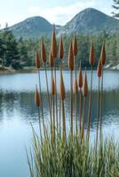 Aquatic Plants with Seed Heads by a Lake and Mountains photo