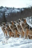 A pack of wolves howling in snowy winter landscape photo
