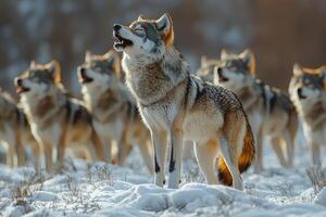 A lone wolf howls with its pack in the snow photo