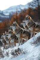 Wolves in Winter Mountain Landscape Standing in Snowy Terrain photo