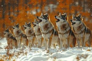 Wolves howling in snowy winter photo