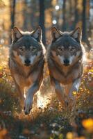 Two Grey Wolves Running Through Autumnal Forest photo