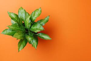Asplenium nidus on a vibrant background, photorealistic top view Asplenium nidus plant photo