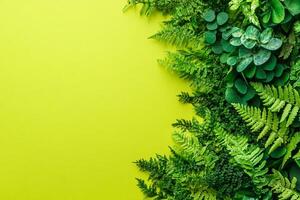 Top view Asplenium nidus on a vibrant background, plant setting photo