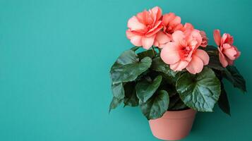 Top view Begonia on a vibrant background, flower setting photo