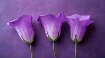 Top view Bellflower dwarf species on a vibrant background, flower setting photo