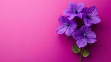 Top view photorealistic Bellflower dwarf species, flower set on a vibrant background photo