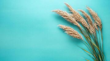 Top view Big Bluestem on a vibrant background, plant setting photo