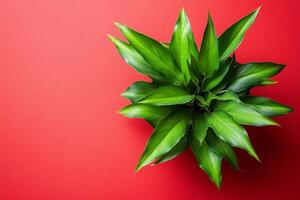 Top view Birds Nest Fern on a vibrant background, plant setting photo