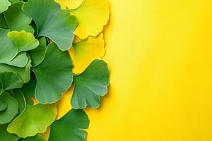 Top view Ginkgo biloba on a vibrant background, plant setting photo