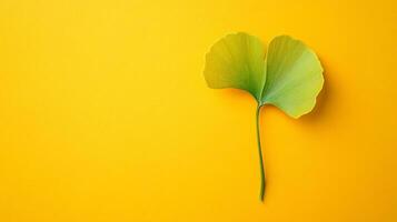 Top view Ginkgo on a vibrant background, plant setting photo