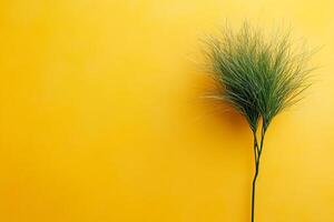 Top view Grass Tree on a vibrant background, plant setting photo
