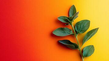 Levisticum officinale on a vibrant background, top view photorealistic plant photo