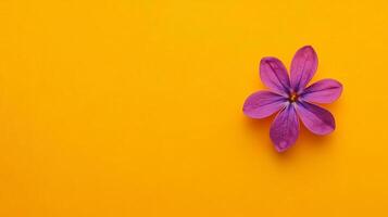 Top view Lilac on a vibrant background, flower setting photo