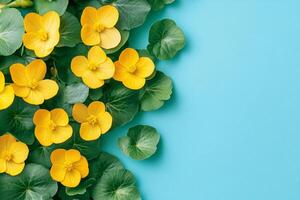 Top view Marsh Marigold on a vibrant background, flower setting photo
