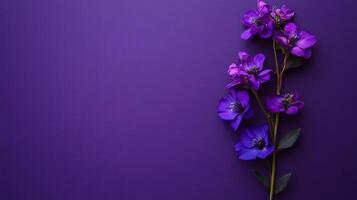 Top view Matthiola on a vibrant background, flower setting photo