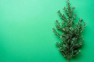 Melaleuca on a vibrant background, top view photorealistic plant photo
