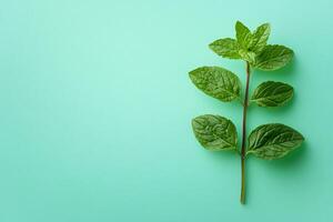 Mentha piperita on a vibrant background, top view photorealistic flower photo