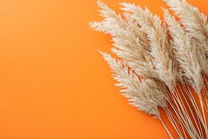 Top view photorealistic Miscanthus, plant set on a vibrant background photo