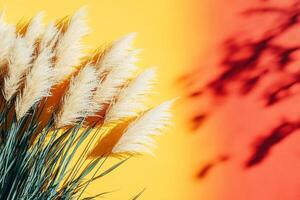 Top view Miscanthus on a vibrant background, plant setting photo