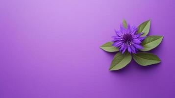 Top view Monarda on a vibrant background, flower setting photo