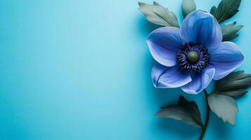 Top view Pasque Flower on a vibrant background, flower setting photo