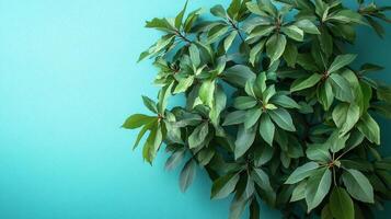 Top view photorealistic Pawpaw Tree, plant set on a vibrant background photo
