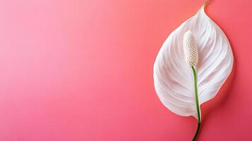 Top view Peace Lily on a vibrant background, flower setting photo