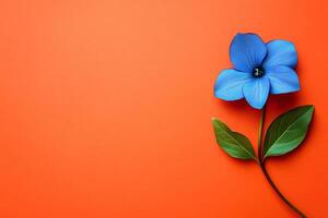 Top view Periwinkle on a vibrant background, flower setting photo