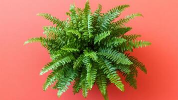 Top view Shield Fern on a vibrant background, plant setting photo