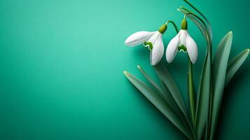 Snowdrop on a vibrant background, top view photorealistic flower photo