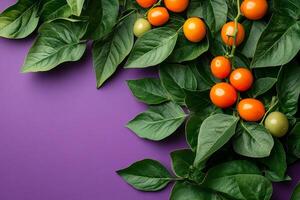 Top view Solanum tuberosum on a vibrant background, plant setting photo