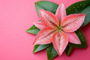 Top view Stapelia on a vibrant background, flower setting photo