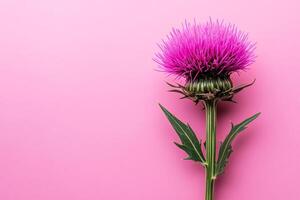 Top view photorealistic Stemless Carline Thistle, plant set on a vibrant background photo