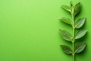 Top view Stevia on a vibrant background, plant setting photo