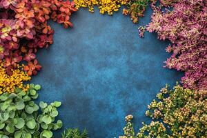 Stonecrop dwarf varieties on a vibrant background, top view photorealistic plant photo