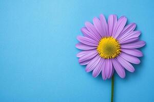 Top view photorealistic Stokes Aster, flower set on a vibrant background photo