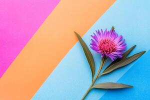 Top view Stokesia on a vibrant background, flower setting photo