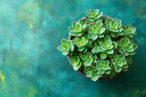 Top view photorealistic Stonecrop dwarf varieties, plant set on a vibrant background photo