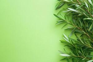 Top view Tea Tree on a vibrant background, plant setting photo
