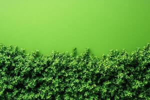 Top view Thyme creeping varieties on a vibrant background, plant setting photo