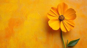 Top view Tickseed on a vibrant background, flower setting photo