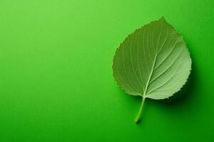 Top view Tilia on a vibrant background, plant setting photo