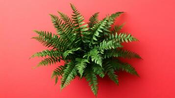 Top view Tree Fern on a vibrant background, plant setting photo