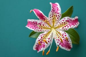 Top view Tricyrtis on a vibrant background, flower setting photo