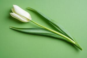 Tulipa on a vibrant background, top view photorealistic flower photo